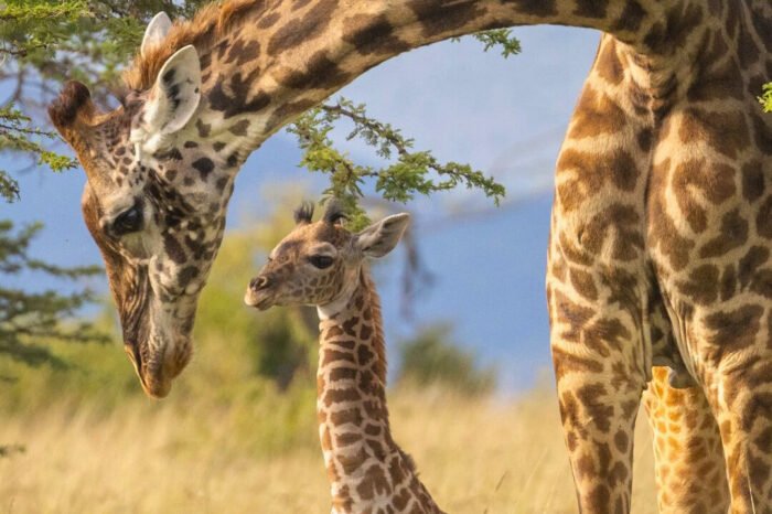 8 Days Best Of Kenya Safari