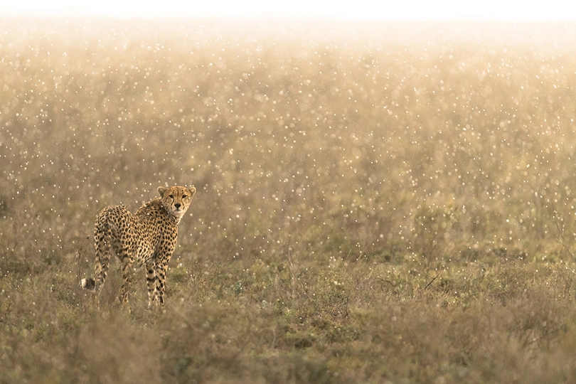 Namiri Plains - Cheetah looking back in rain