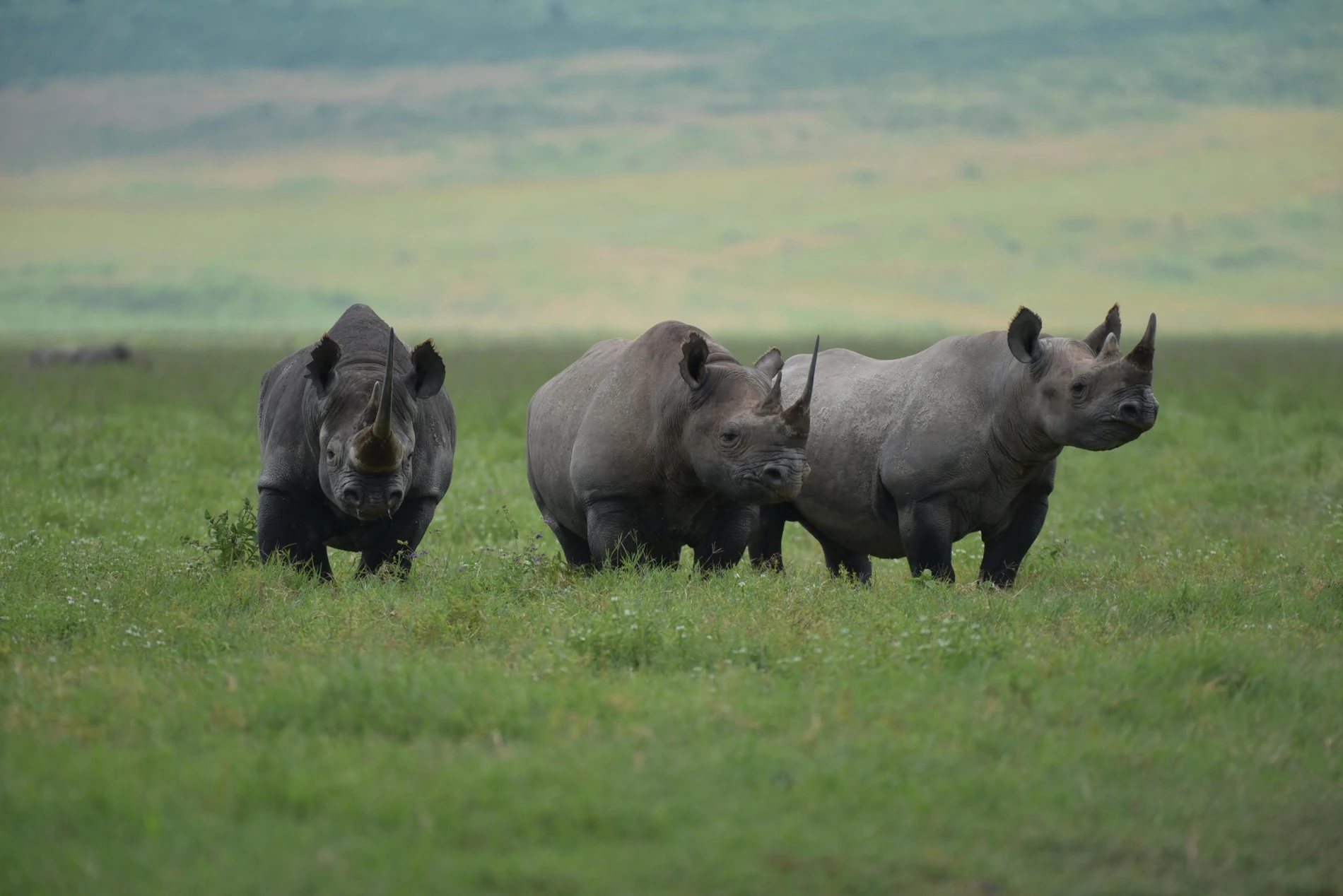 Rhinos.webp