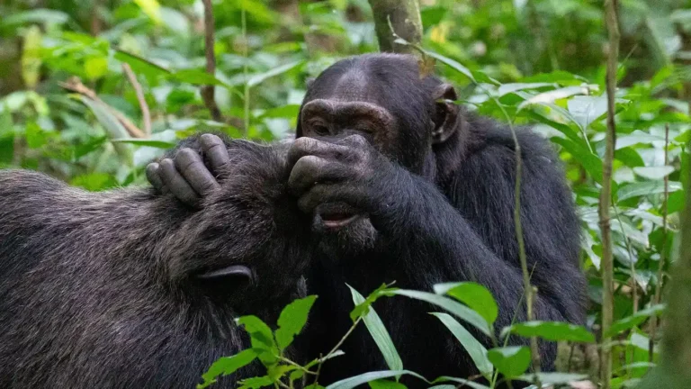 Chimpanzee trekking in Uganda