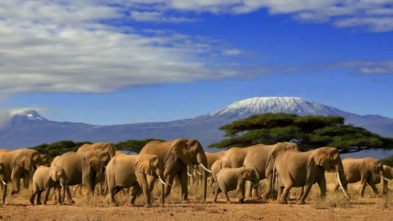 Kenya Amboseli National Park