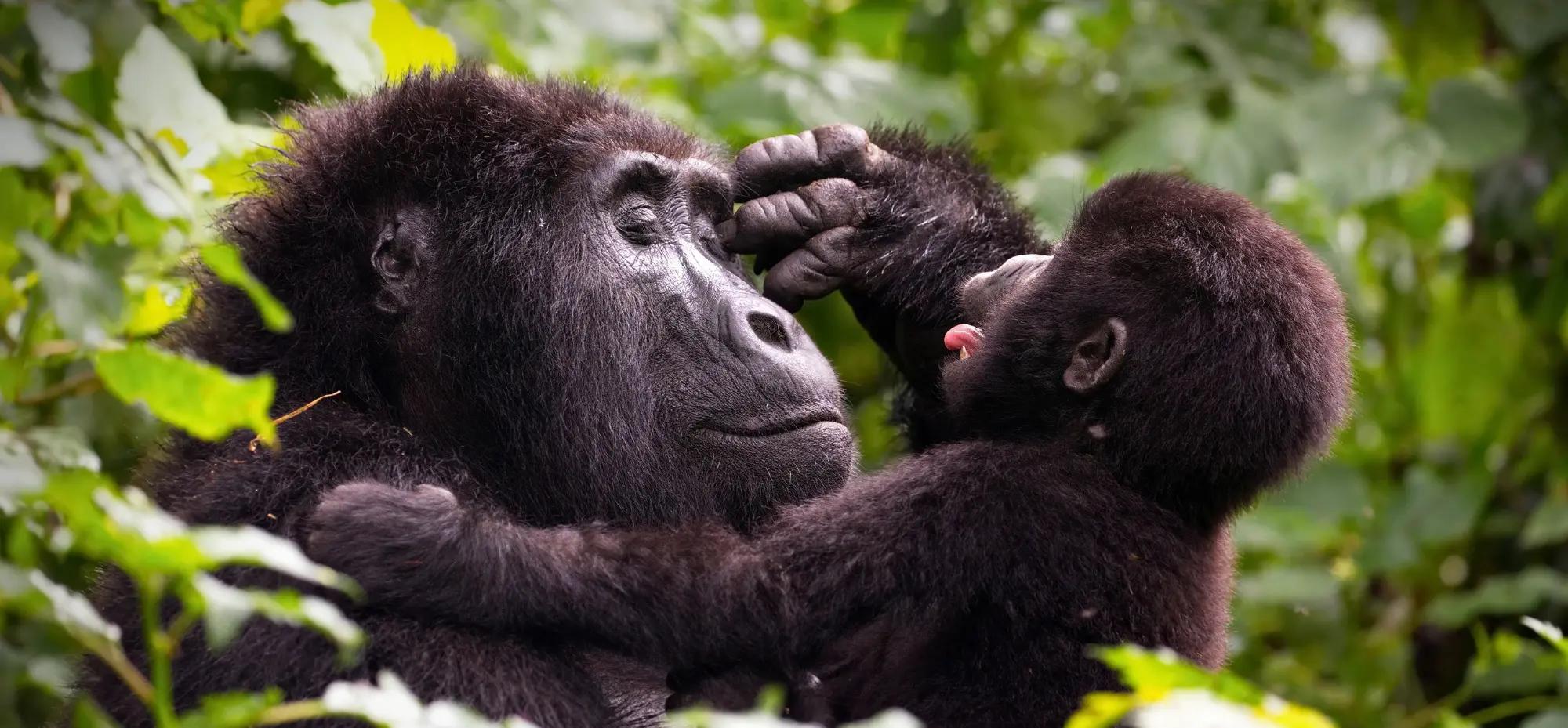 tinywow_gorilla-trekking-17_85609553