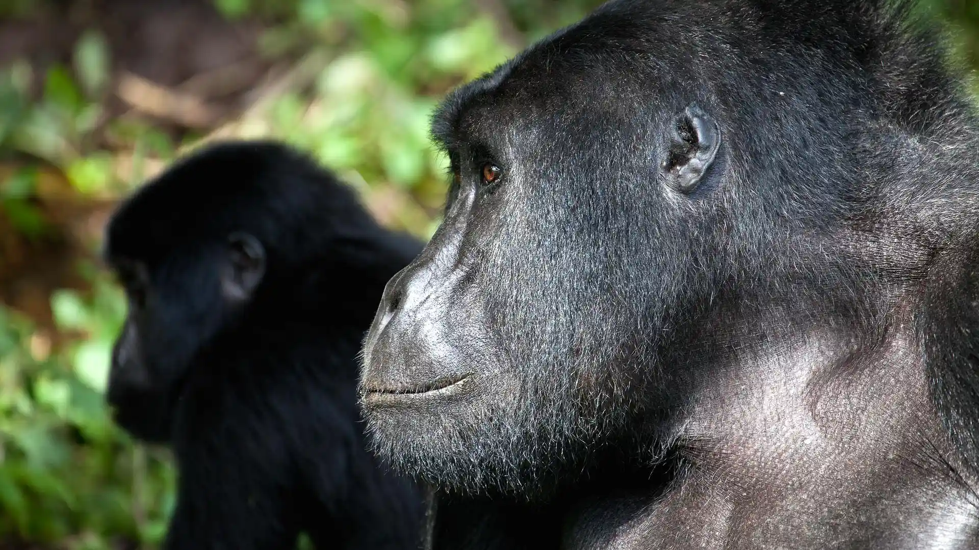 Bwindi Impenetrable National Park