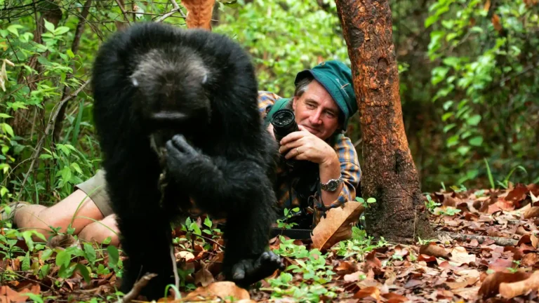 chimp