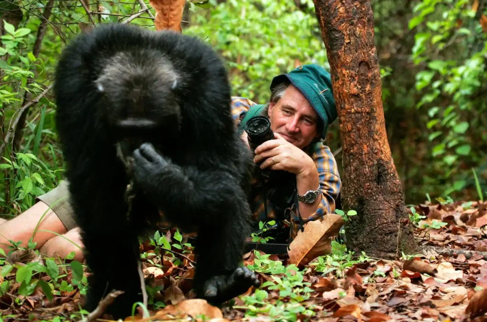 chimp