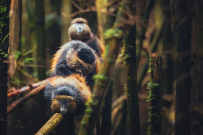 10-Day Rwanda Uganda Safari: Gorillas & More