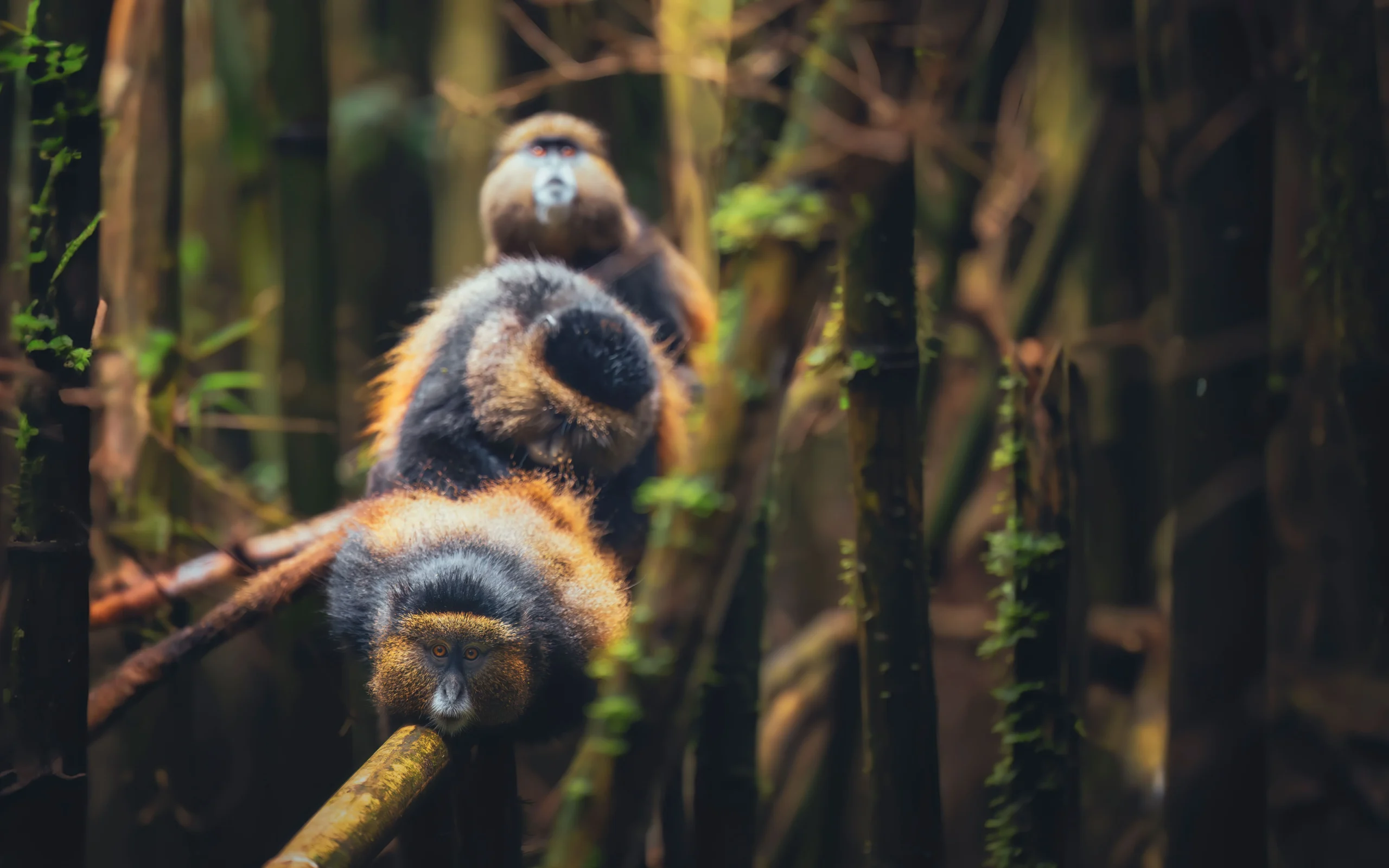 Golden Monekys In Mgahinga Gorilla National Park