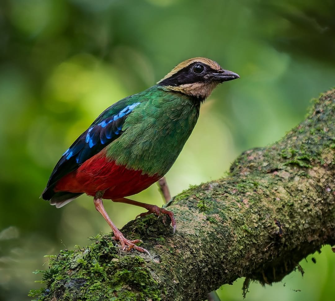 Green-breasted-Pitta.jpg