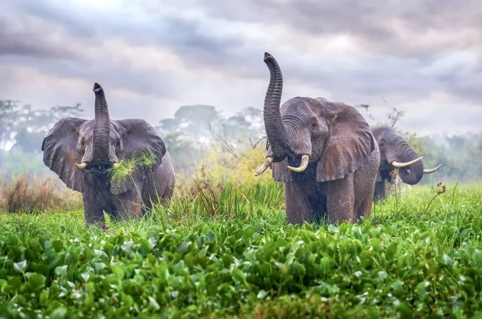 elephants in Uganda