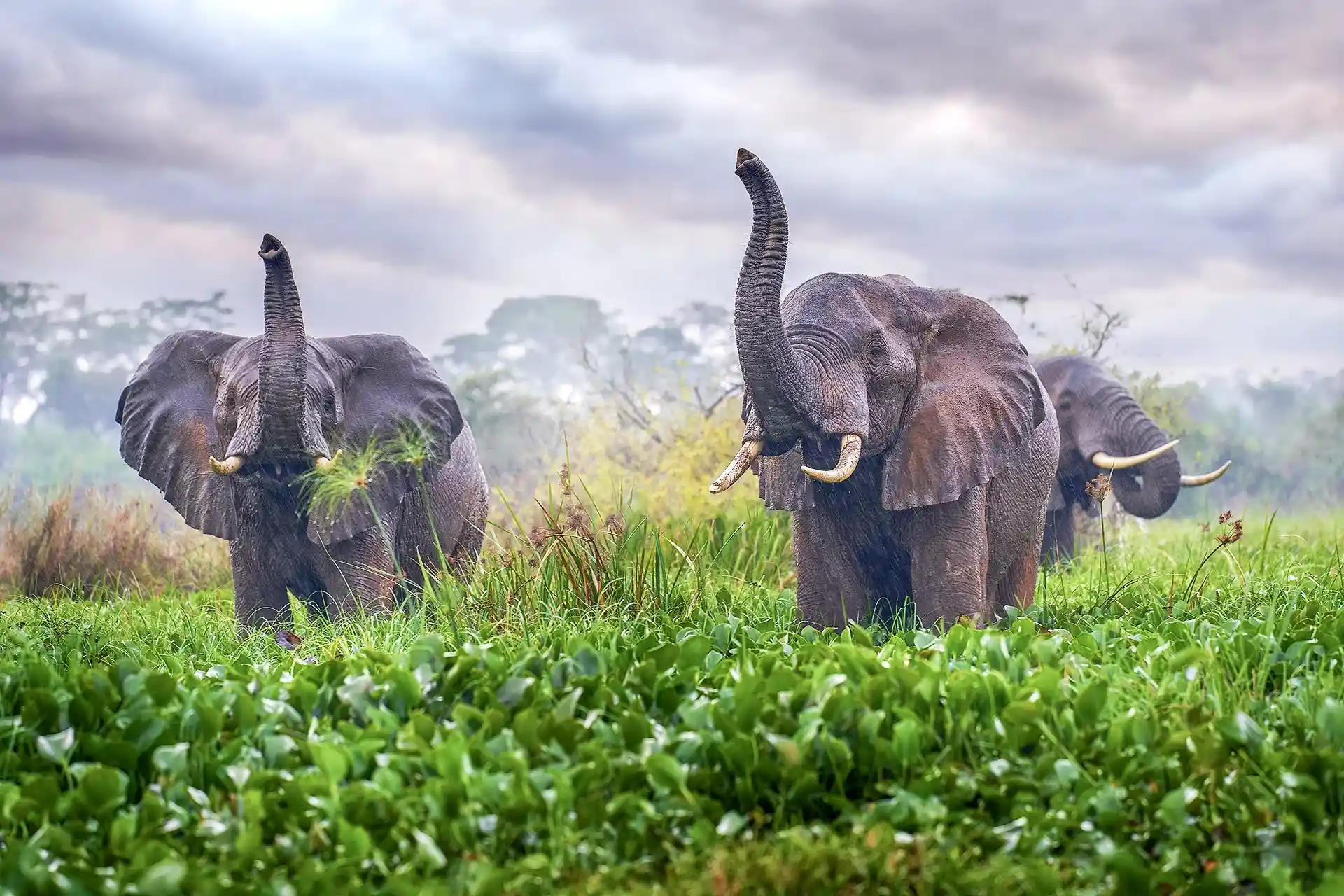 elephants in Uganda