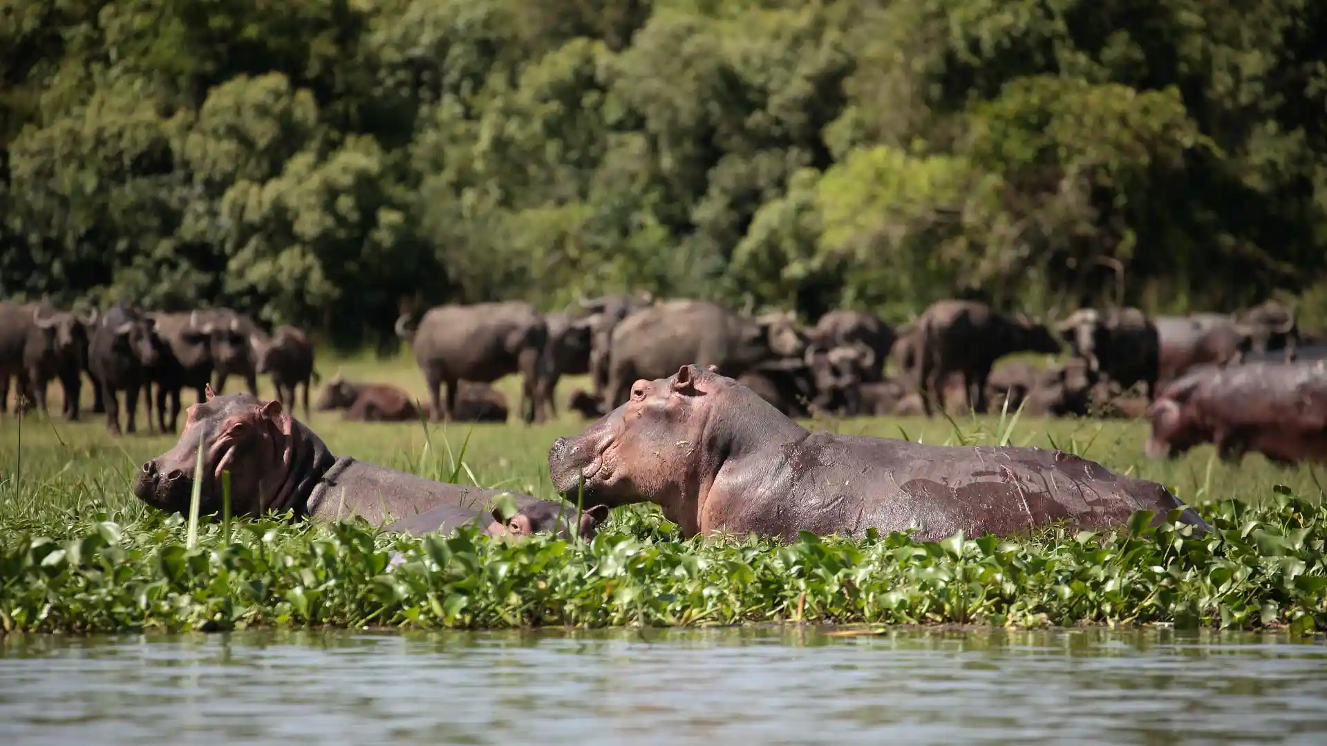 Hippos and buffaloes in Murchison Falls National Park