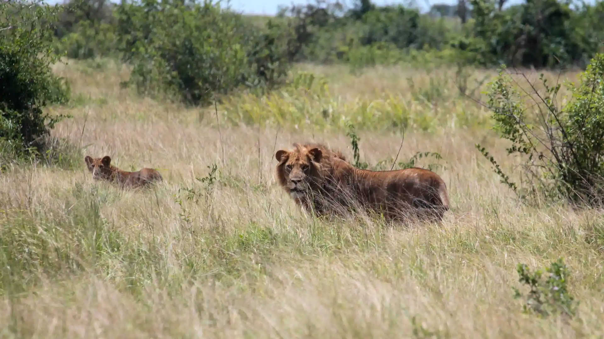 Lions queen-elizabeth-national-park-safari.webp