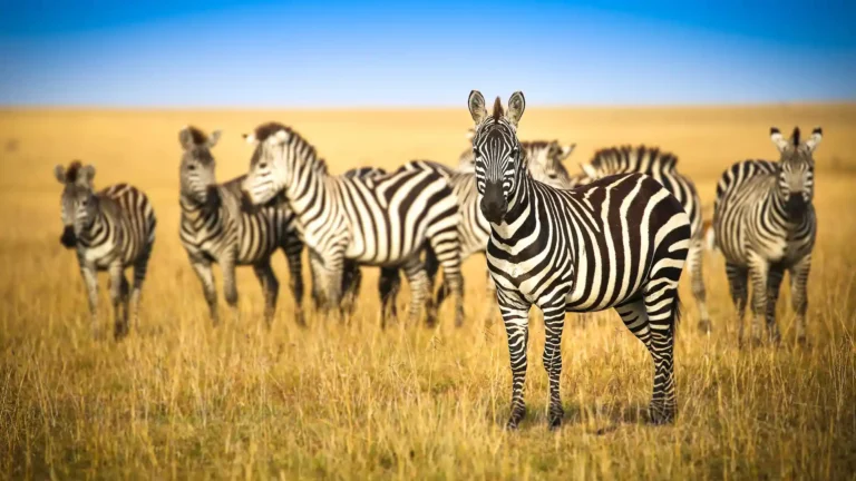 Masai Mara 7.webp