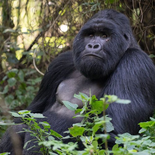 Mgahinga-Gorilla-National-Park
