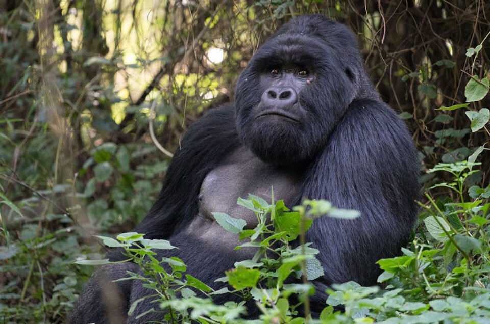Mgahinga-Gorilla-National-Park