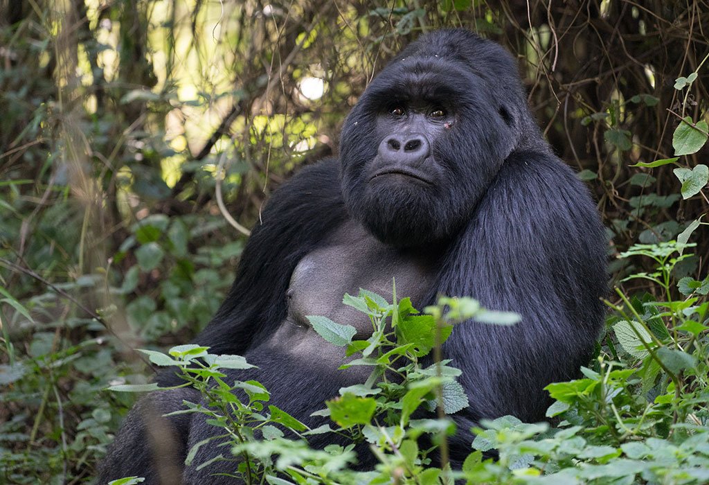 Mgahinga-Gorilla-National-Park