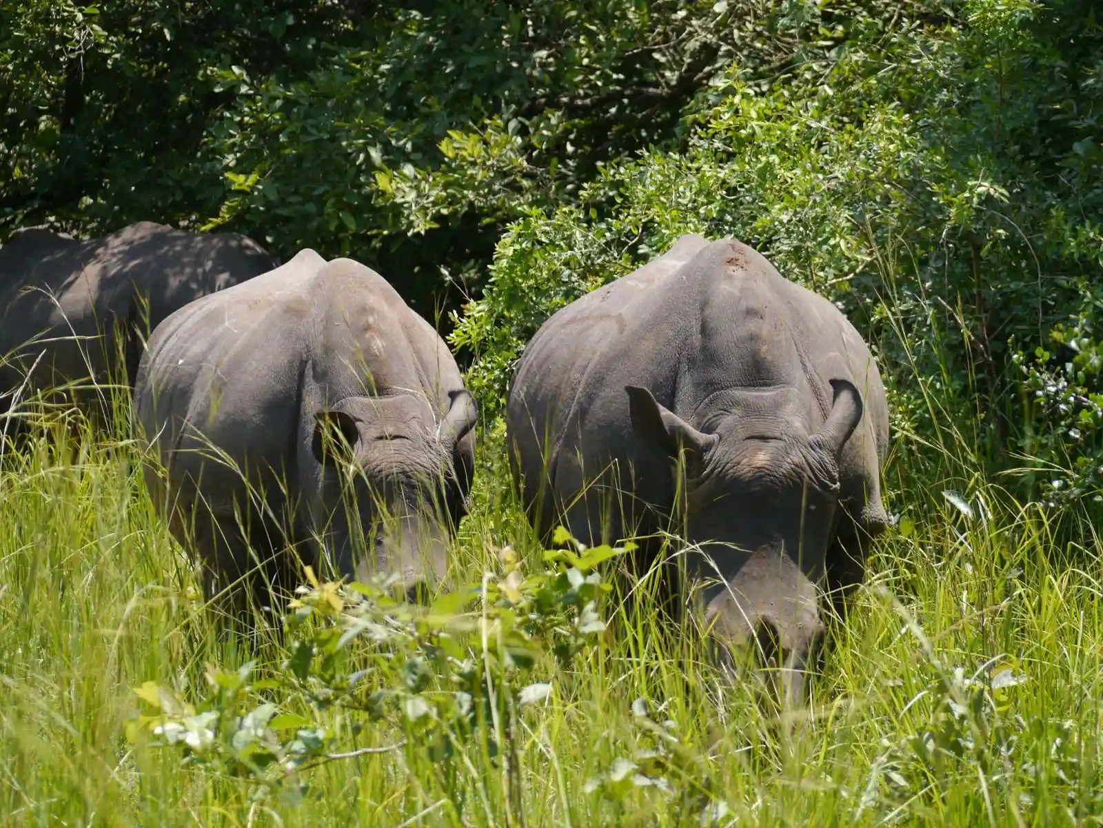 Rhinos in Uganda.webp