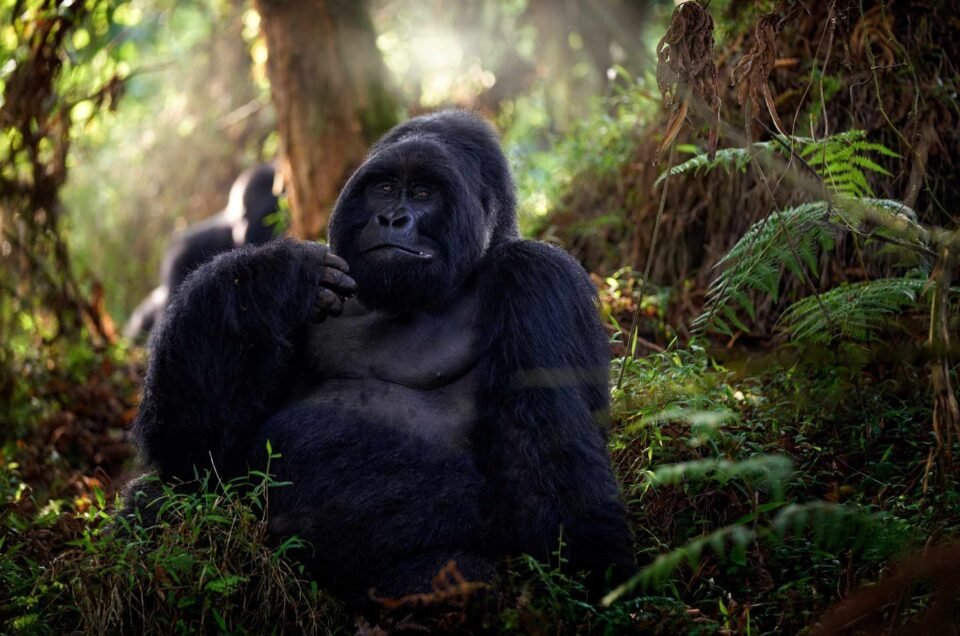 Rwanda-Gorillas-8