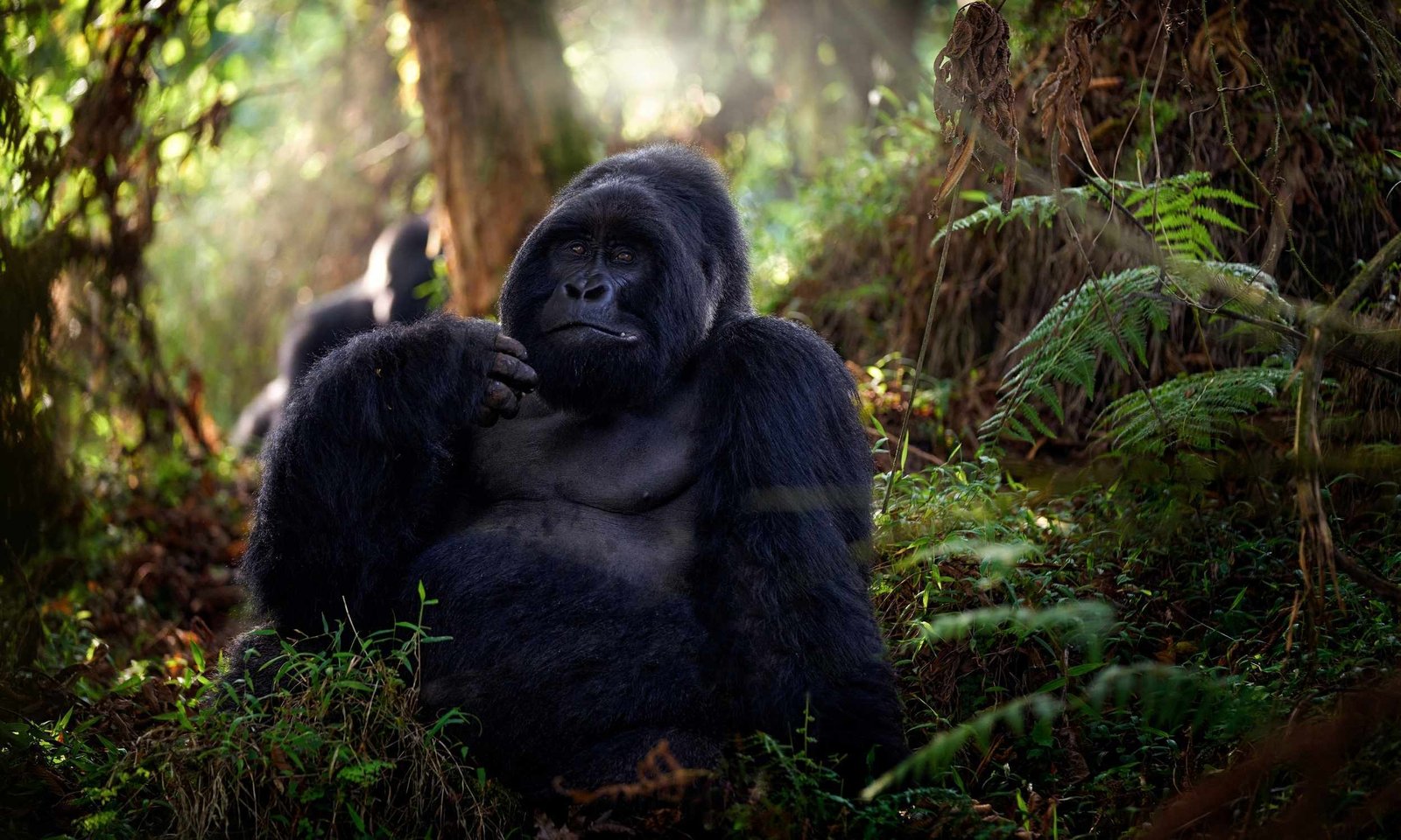 Rwanda-Gorillas-8