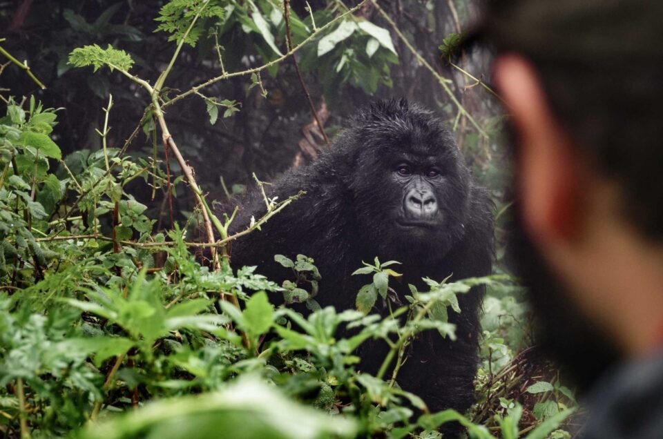 Rwanda-Gorillas-8