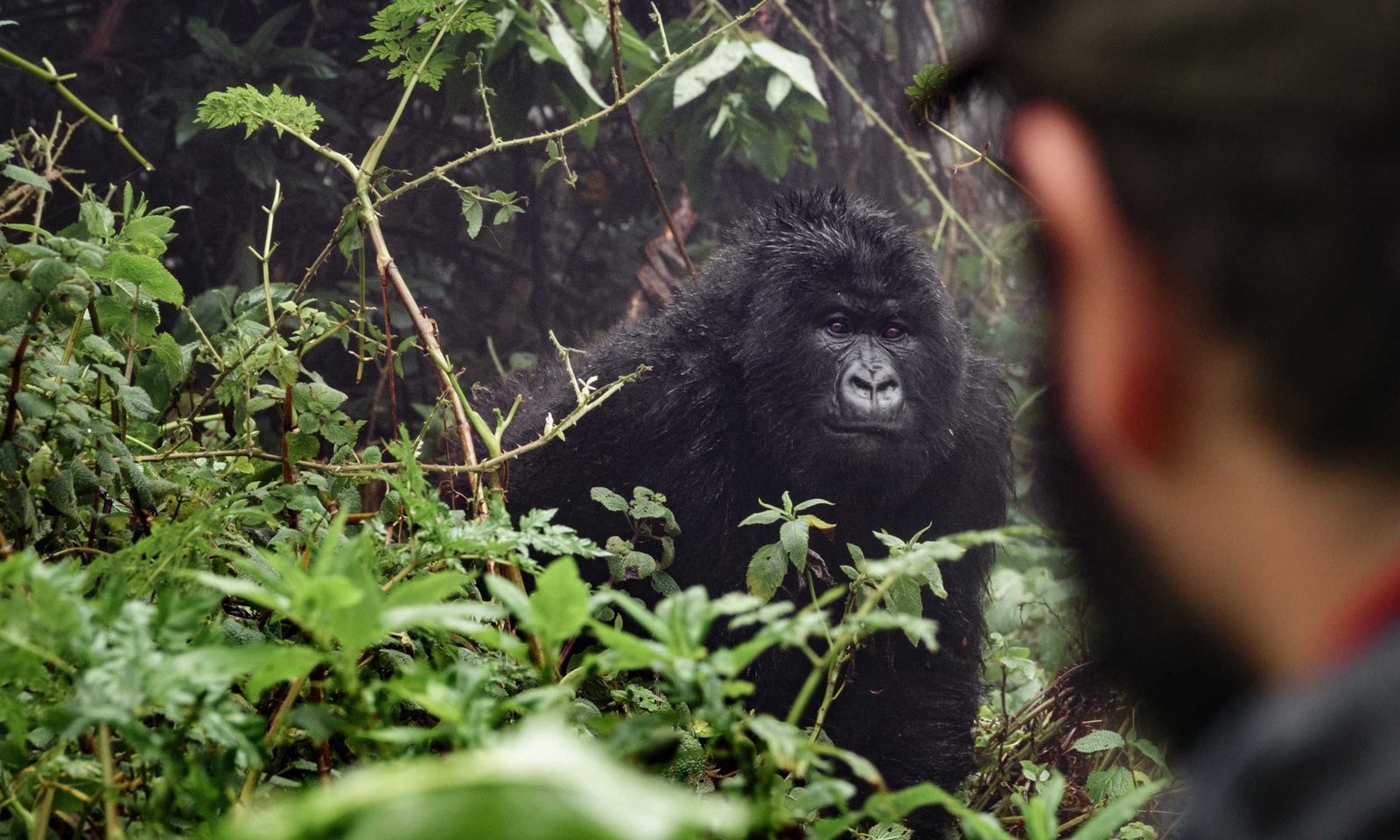 Rwanda-Gorillas-8