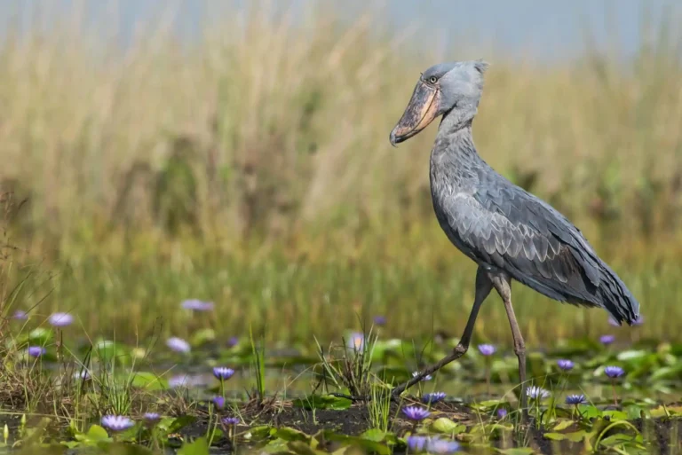 Shoebill-Bird-In-Uganda.webp
