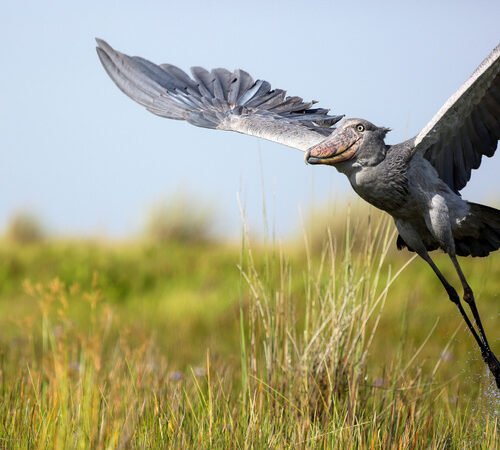 Shoebills In Uganda
