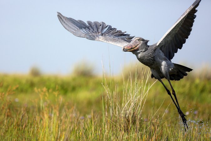 Shoebills In Uganda