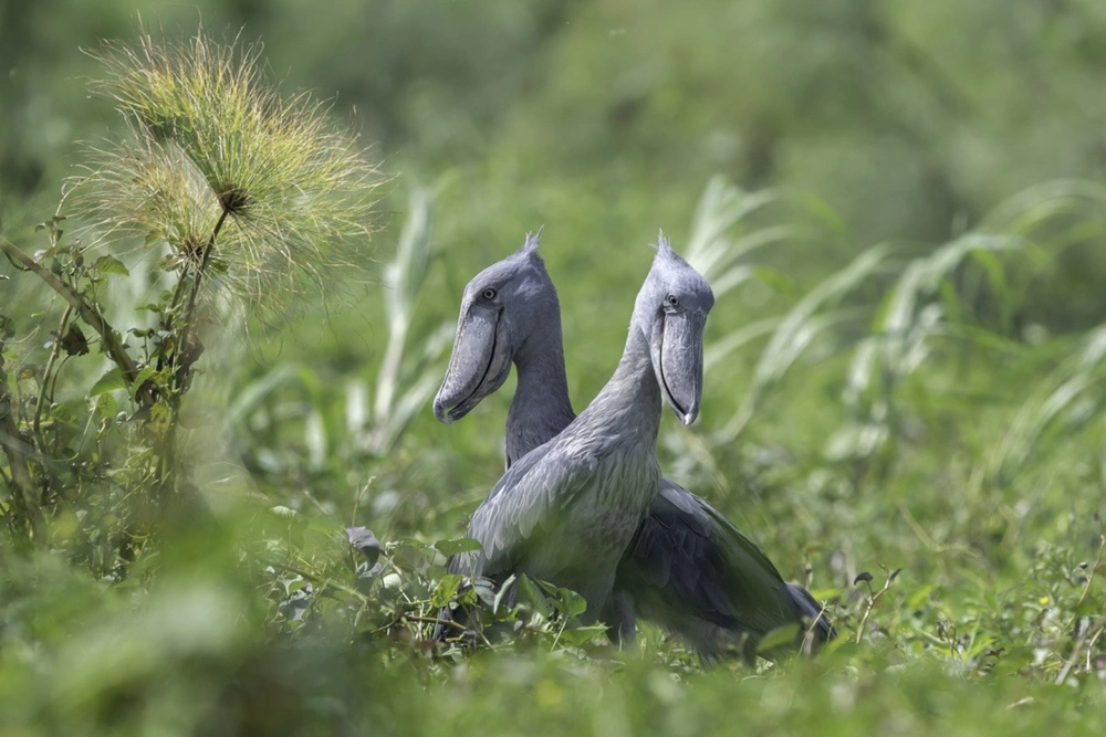 Shoebills In Uganda