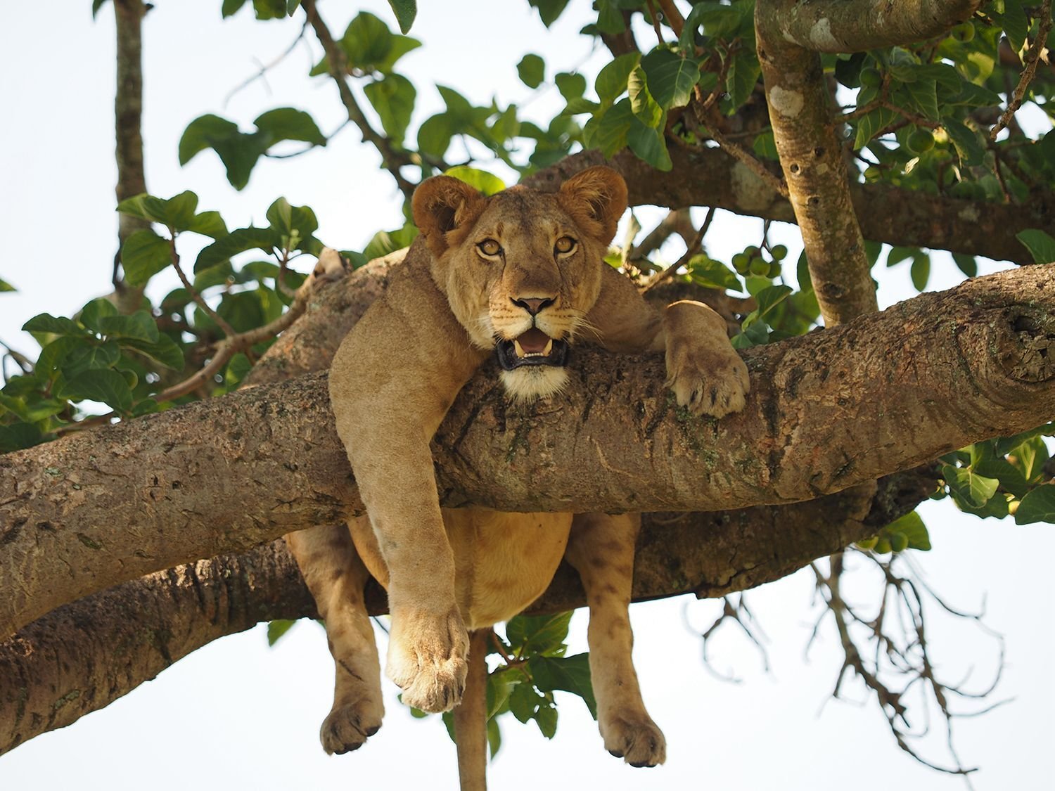 Tree-climbing Lions