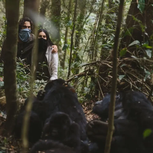 trekking gorillas on a honeymoon in Uganda