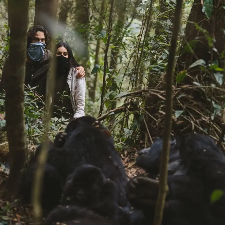 trekking gorillas on a honeymoon in Uganda