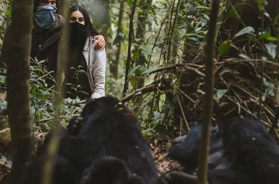 trekking gorillas on a honeymoon in Uganda