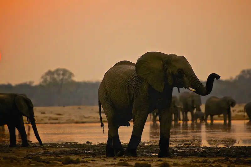 elephants in Uganda