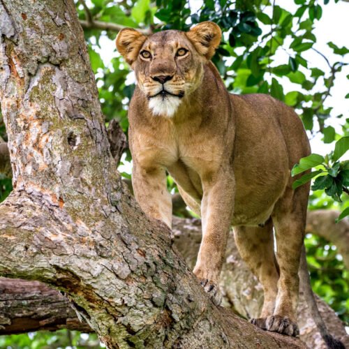 Tree climbing lions