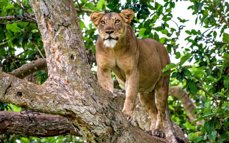Tree climbing lions
