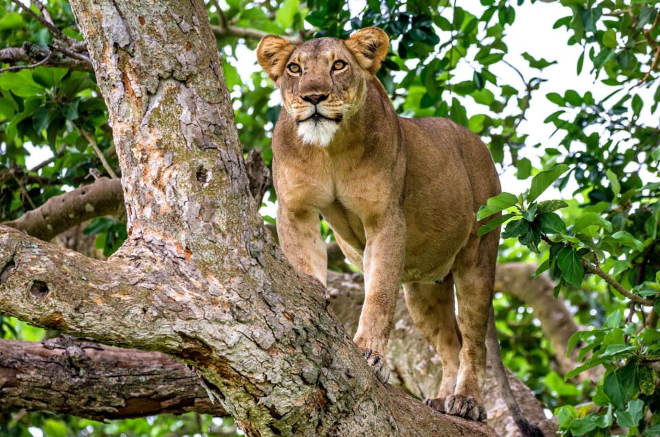 Tree climbing lions