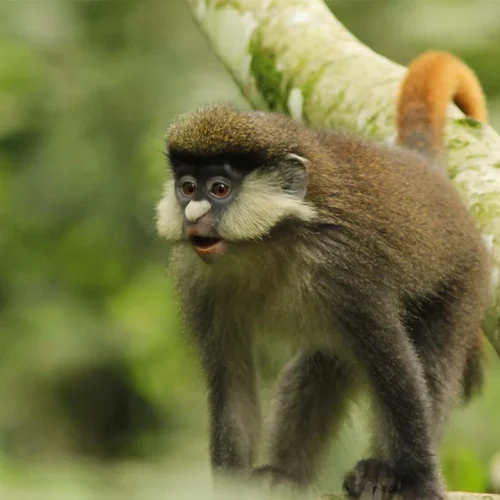 Red Tailed Monkey