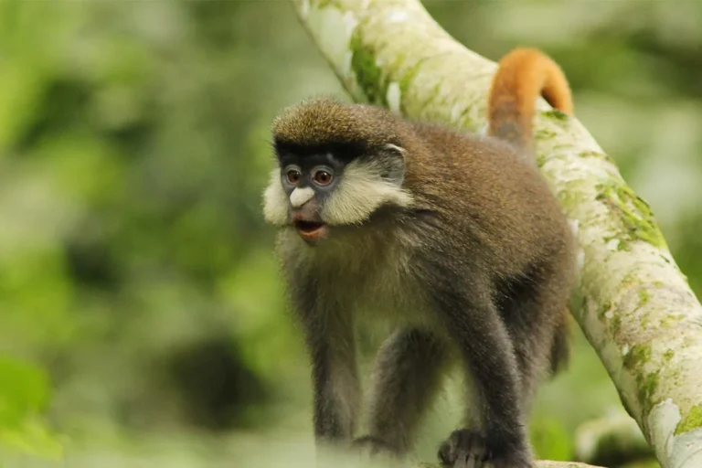 Red Tailed Monkey
