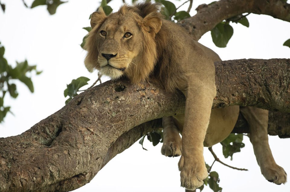 tree-climbing-lions-uganda