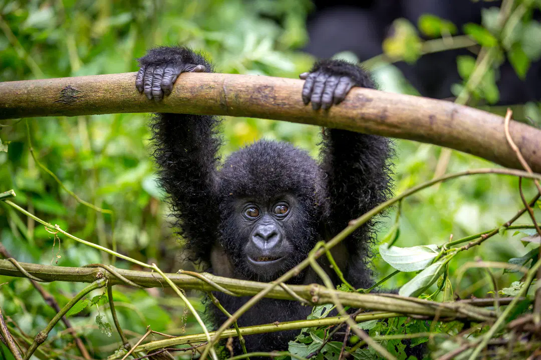 Best Time To See Gorillas In Uganda