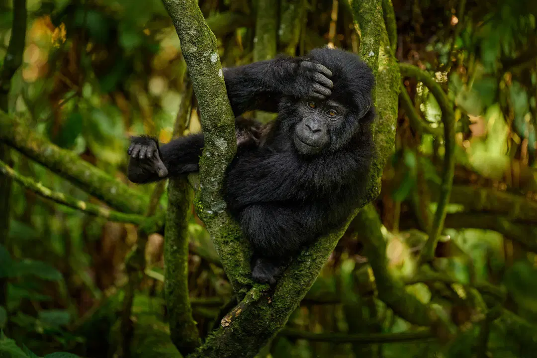 Best Time To See Gorillas In Uganda