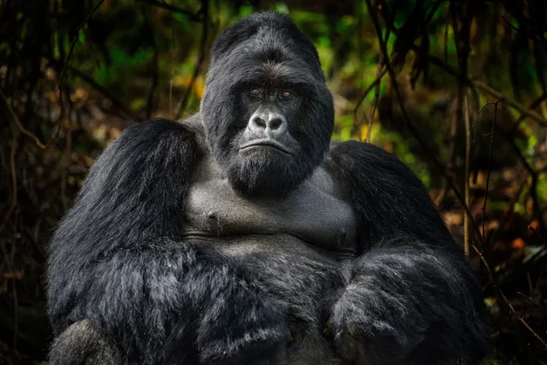 Best time for gorilla Trekking.webp