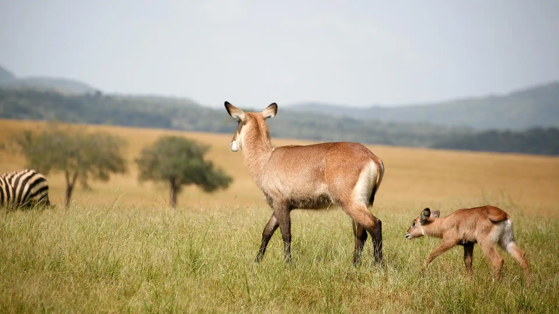 Kidepo Wildlife.webp