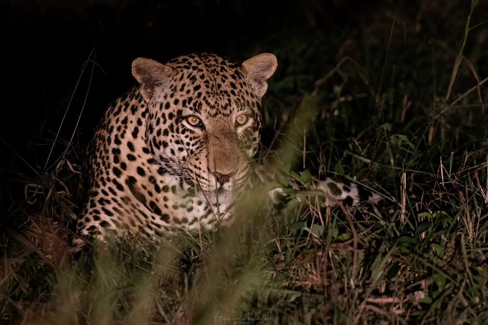 Leopard in Lake Mburo National Park (1)