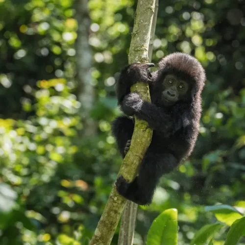 Best time to see gorillas in Uganda
