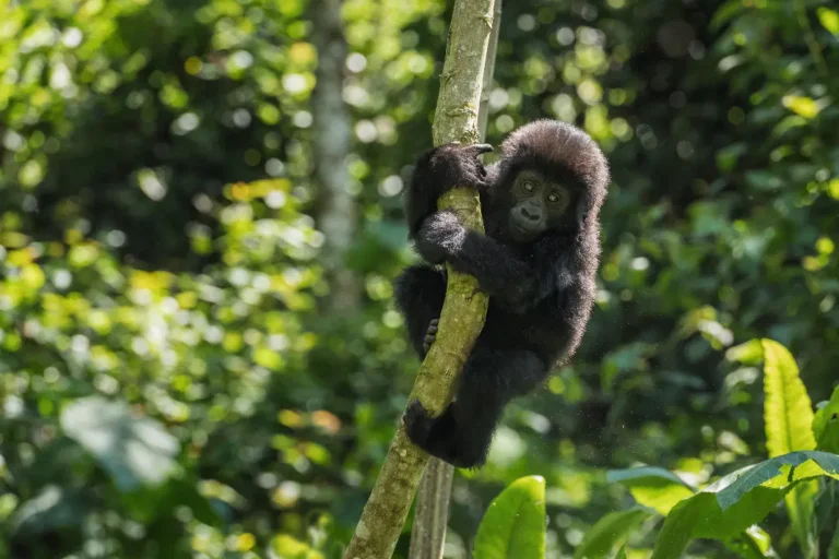 Best time to see gorillas in Uganda
