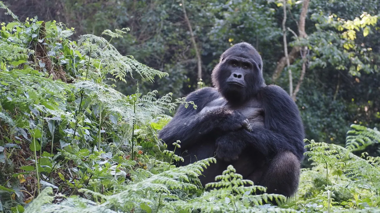 Mountain Gorilla In Mgahinga Gorilla National Park