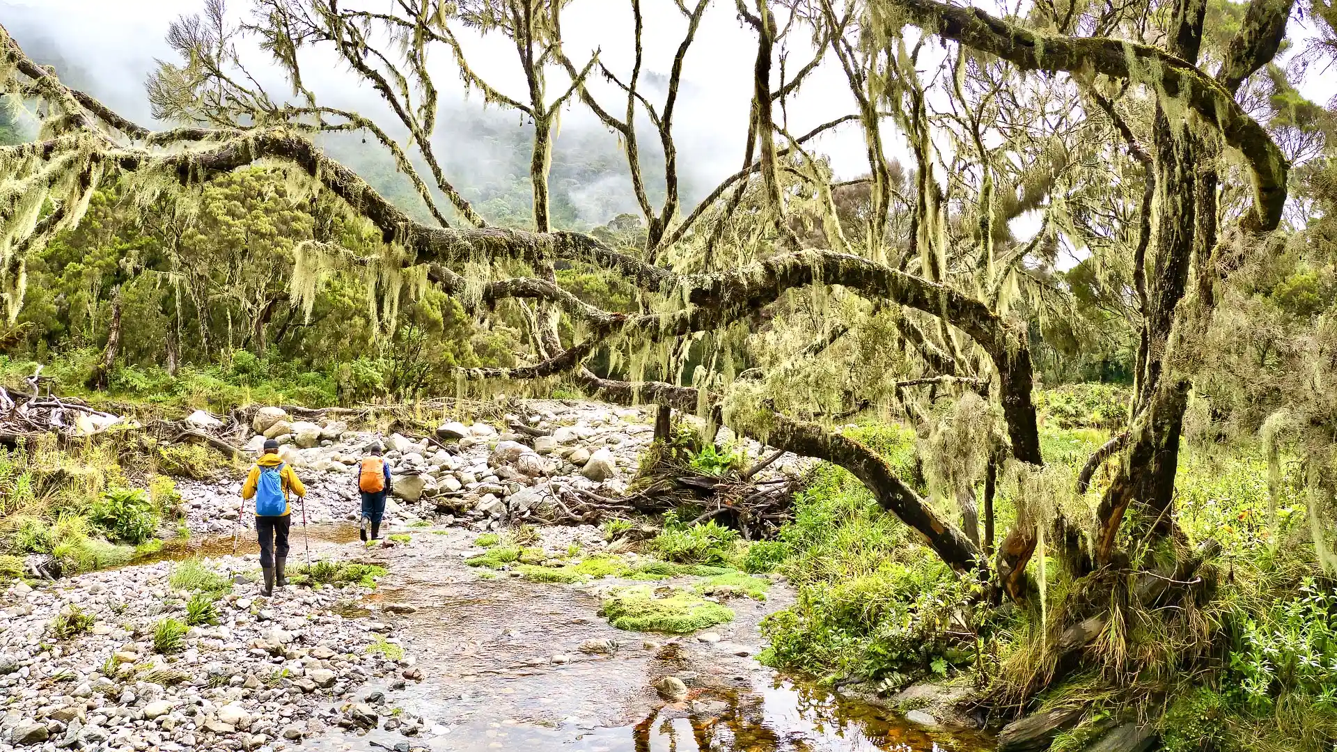 Rwenzori Mountains National Park (2).webp