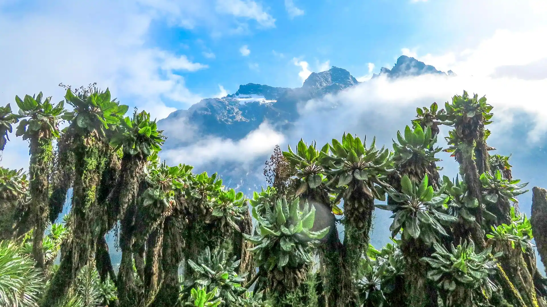 Rwenzori National Park Vegetation 2